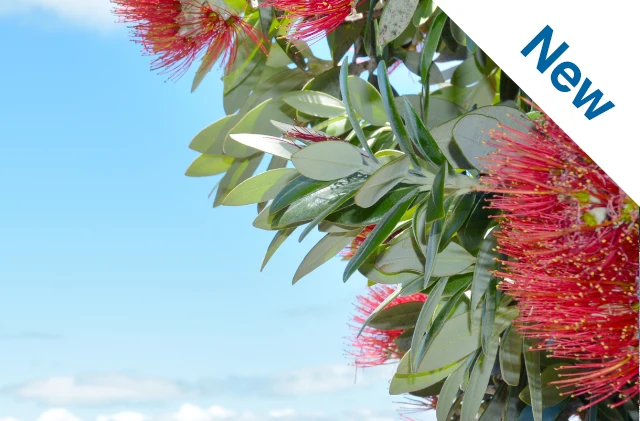 Move to Mangawhai